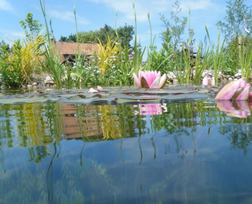 BIOTOP Schwimmteiche -Gartenteich