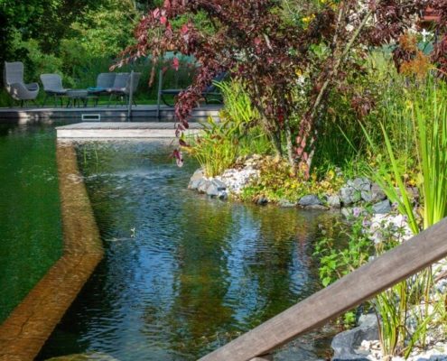 Zierapfel Malus am Schiwmmteich Staude Zierapfel Malus am Schwimmteich