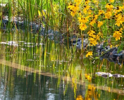 Bepflanzung am Ufer: Fallschirm-Sonnenhut (Rudbeckia nitida) Bepflanzung am Ufer: Fallschirm-Sonnenhut