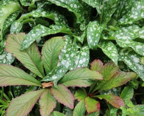 Lungenkraut und Schaublatt Lungenkraut und Schaublatt, Nahaufnahme