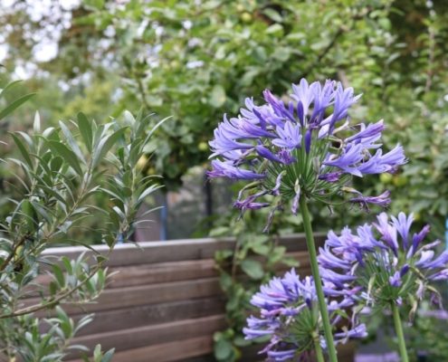 Pflanzen und Sichtschutz Pflanzen und Sichtschutz aus Holz