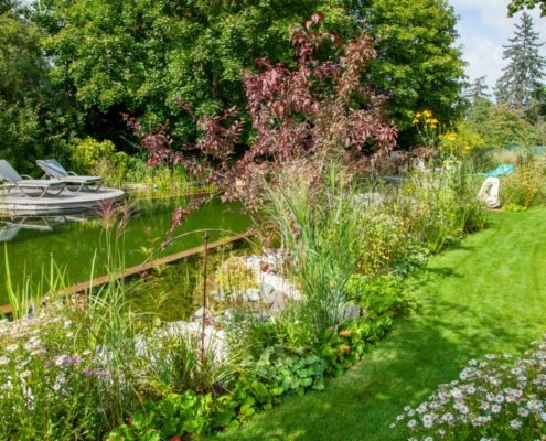 Bepflanzung Schönaster (Kalimeris), Bergenien (Bergenia), Chinaschilf (Miscanthus), Frauenmantel (Alchemilla) Bepflanzung am Schwimmteichufer