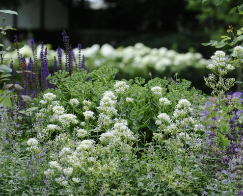 Garten Bepflanzung