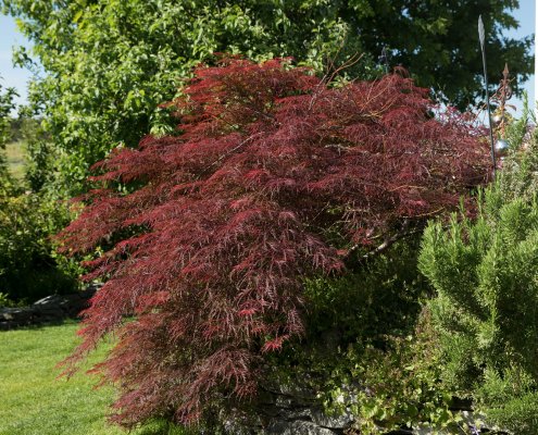 Ahorn in der Gartengestaltung