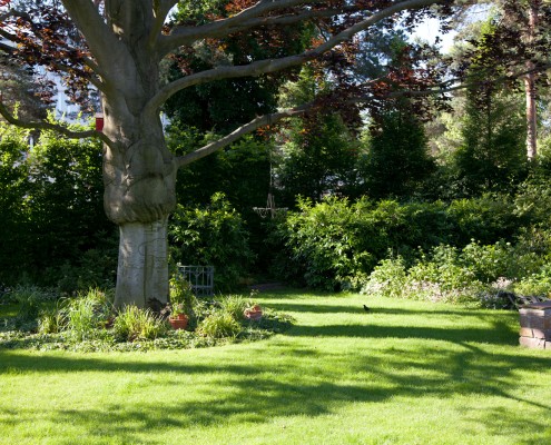 Baum im Garten