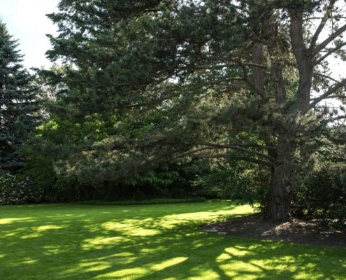 Baumkontrolle und -Sicherheit großer Tannenbaum im Garten