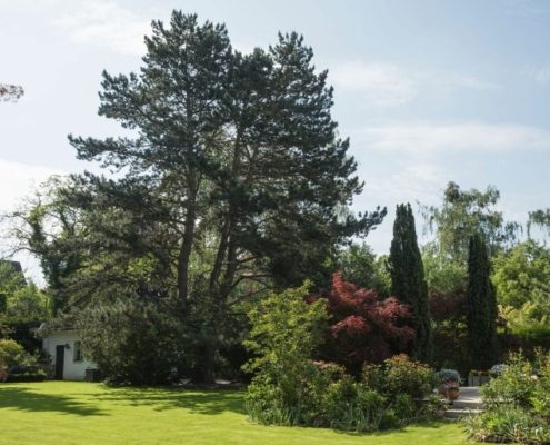 Baumkontrolle und -Sicherheit