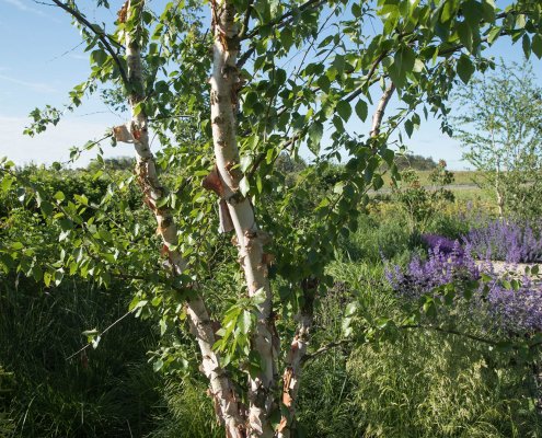 Schwarzbirke in der Gartengestaltung