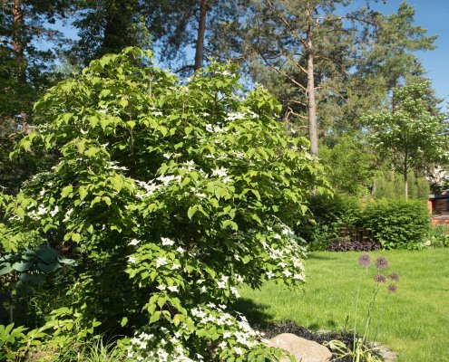 asiatischer Blüten- Hartriegel, Bergenie und lila Zierlauch