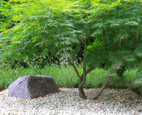 Bepflanzung in der Stadtvilla mit Schwimmteich