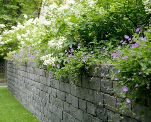 blühende Pflanzen , Höhenabfang