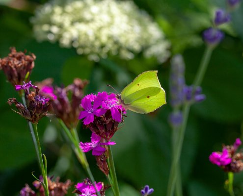 Gartenpflanzen Schmetterling