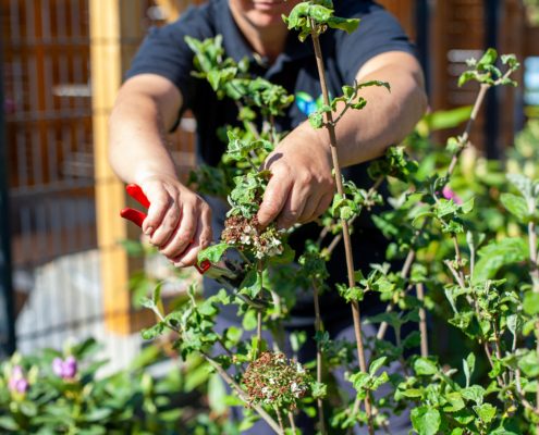 Beet- und Pflanzenpflege