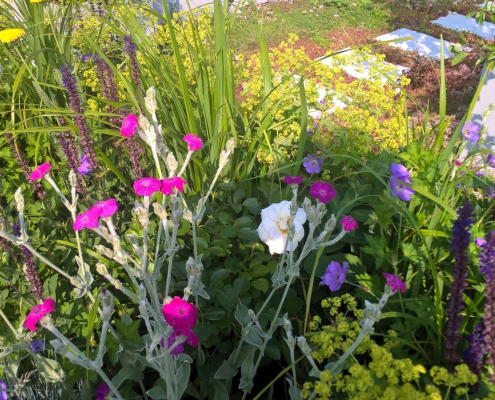 Stauden auf Dachterrasse