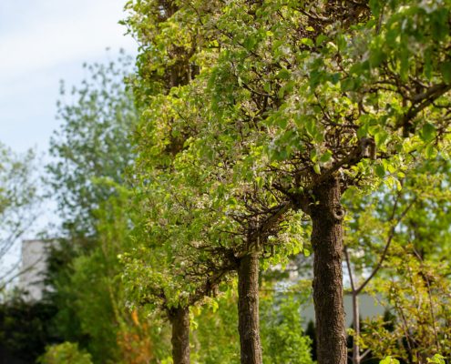 Spalierbäume