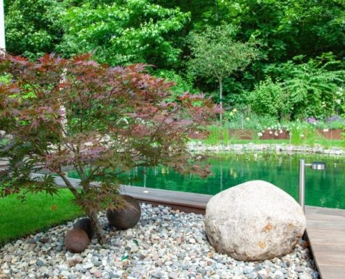 Ahorn am Schwimmteich