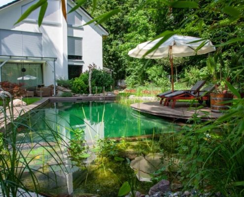 Pflanzzone am Schwimmteich Pflanzzone am Schwimmteich