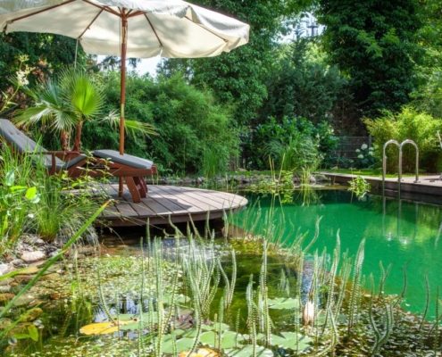 Pflanzzone am Schwimmteich