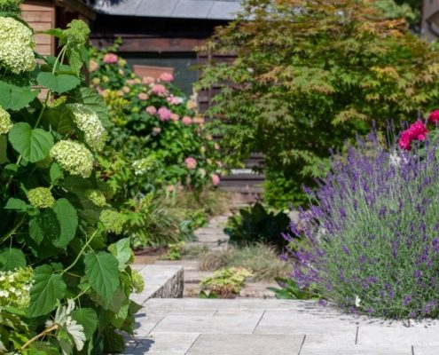 Hortensien in Laveldel in einem Stadtgarten Hortensien in Laveldel in einem Stadtgarten
