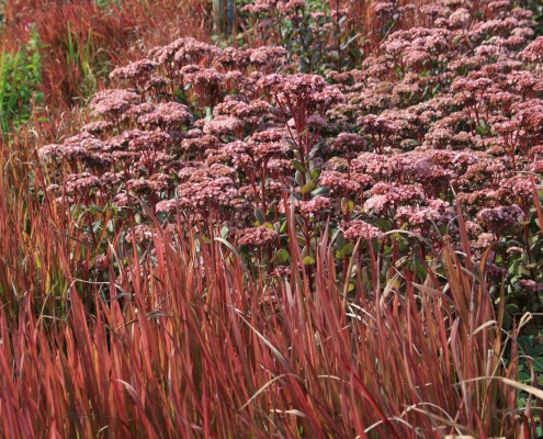 Stauden im Herbst