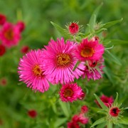 Pflanzplanung für den Garten