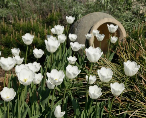 Tulpen